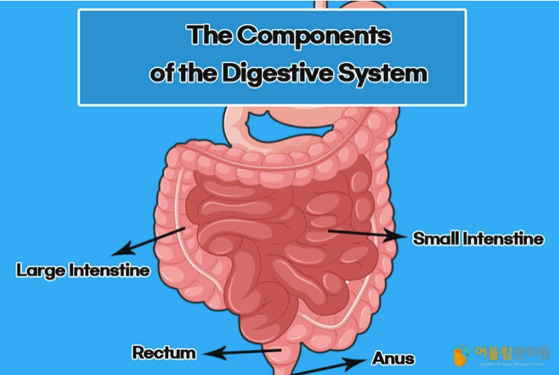 만성소화불량원인